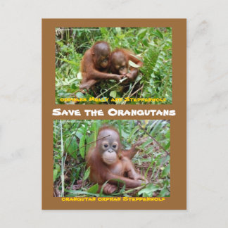 Orangutan-Waisen auf der SFI-Insel Borneo Postkarte