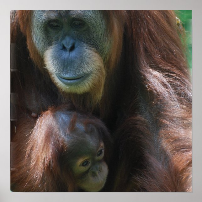 Orangutan with Baby Poster (Vorne)