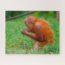 Orangutane.