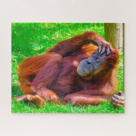 Orangutane.