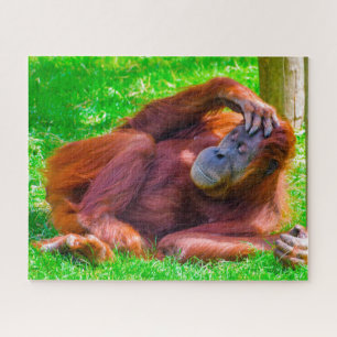 Orangutane.
