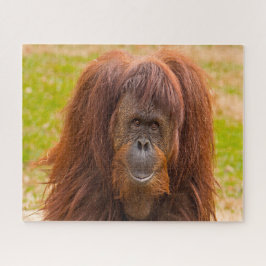 Orangutane.