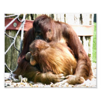 ORANGUTANS