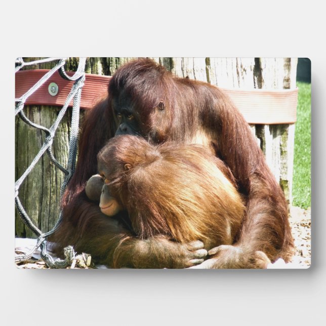 ORANGUTANS FOTOPLATTE (Vorderseite)