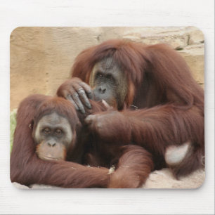 Orangutans Mousepad