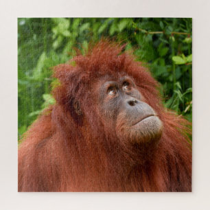 Orangutans nachdenklicher Blick