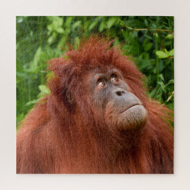 Orangutans nachdenklicher Blick (Vertikal)