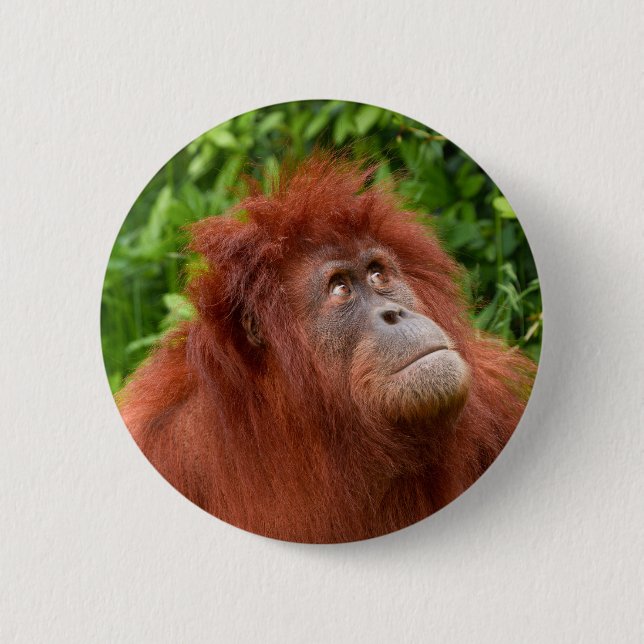 Orangutans nachdenklicher Blick Button (Vorderseite)