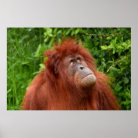 Orangutans nachdenklicher Blick