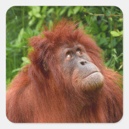 Orangutans nachdenklicher Blick Quadratischer Aufkleber