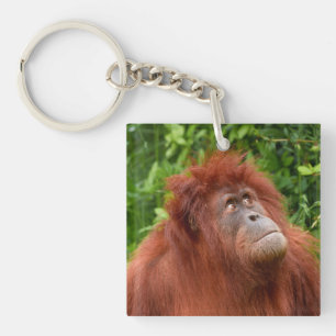 Orangutans nachdenklicher Blick Schlüsselanhänger