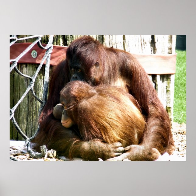 ORANGUTANS POSTER (Vorne)