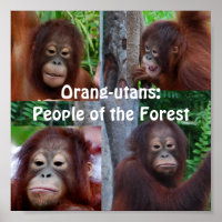 Orangutans