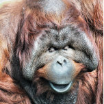 ORANGUTANS VERSILBERTE KETTE<br><div class="desc">Ein fotografisches Design eines schönen männlichen Orang-Utans.</div>