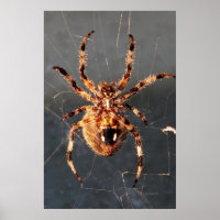Orb Weaver Spider