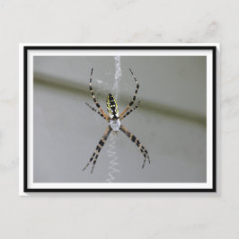 Orb Weaver Spider Postkarte