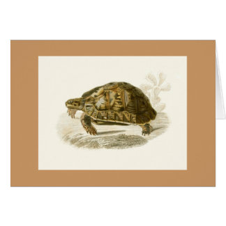Orbigny - Schildkröte - Testudo mauritanica