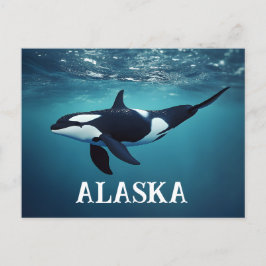 Orca Alaska Postkarte