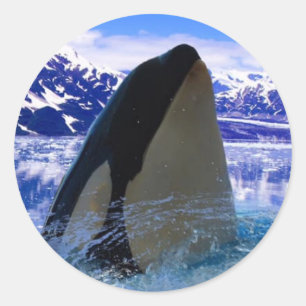 Orca-Aufkleber/Siegel Runder Aufkleber