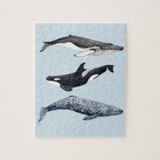 Orca, buckliger Wal und grauer Wal,