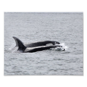 Orca Duo! Fotodruck