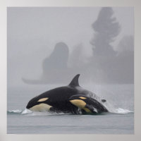 Orca Family