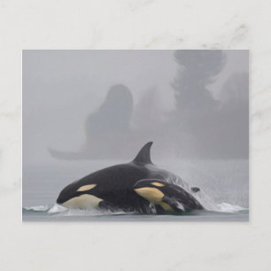Orca Family Postkarte