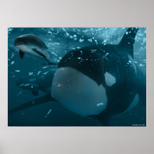 Orca hunts porpoise
