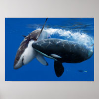Orca jagt großen weißen Hai