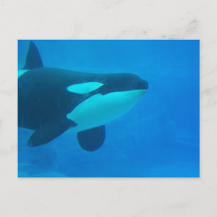 Orca Killer Wal unter Wasser Postkarte