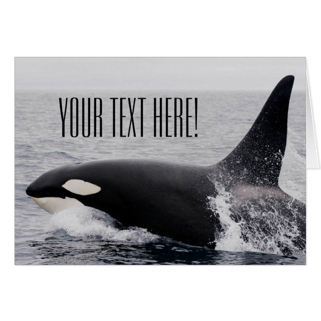 Orca Killer Whale Balayage Surface Texte Personnal (Devant horizontal)