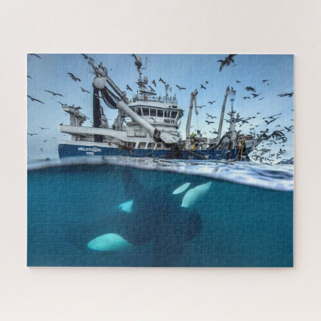 Orca Killer Whale Kommerzielle Fischerboote (Horizontal)