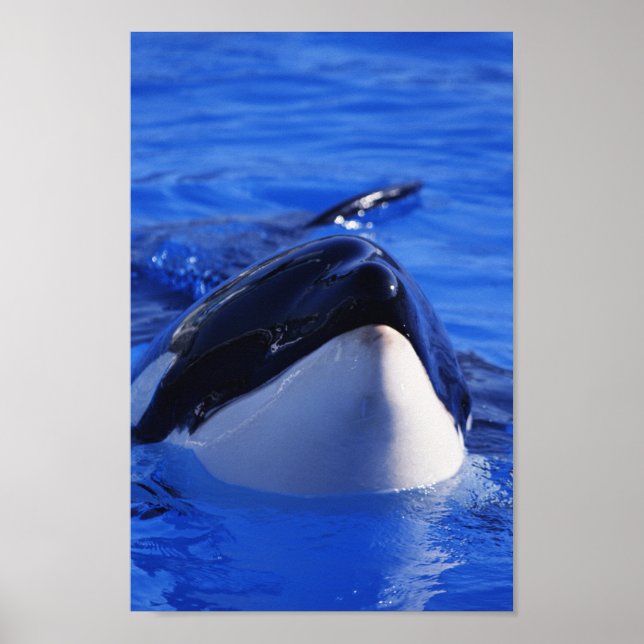 Orca Killer Whale Poster (Vorne)