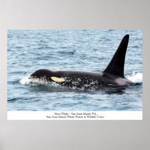 Orca Killer Whale Poster San Juan Island Grosse In