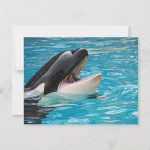 Orca, Killer Whale Postkarte