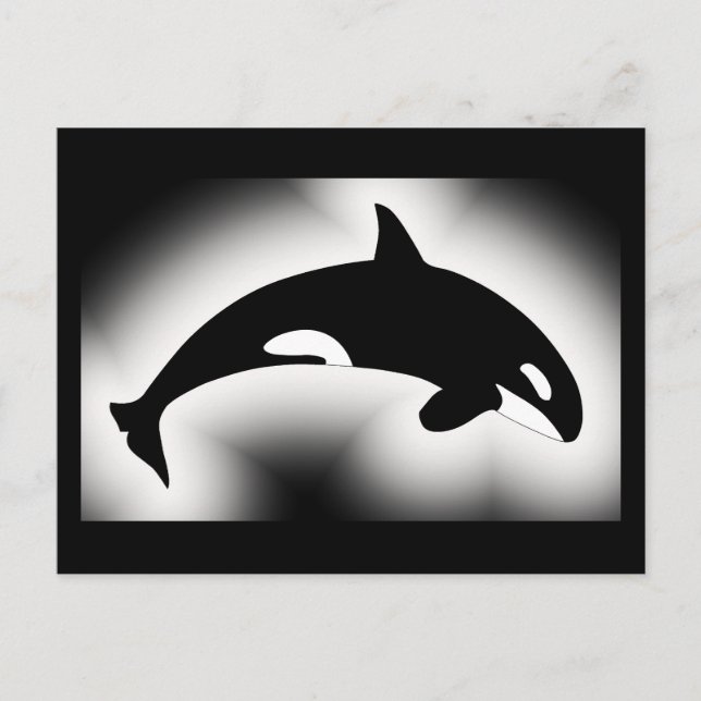 Orca Killer Whale Schwarz-weiß Postkarte (Vorderseite)