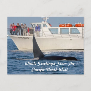 Orca Killer Whale - transient, washington Postkarte