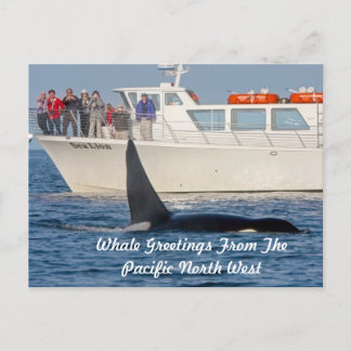 Orca Killer Whale - transient, washington Postkarte