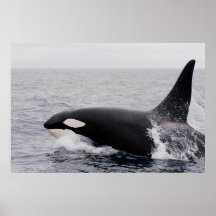Orca, Killerwal, Brechen
