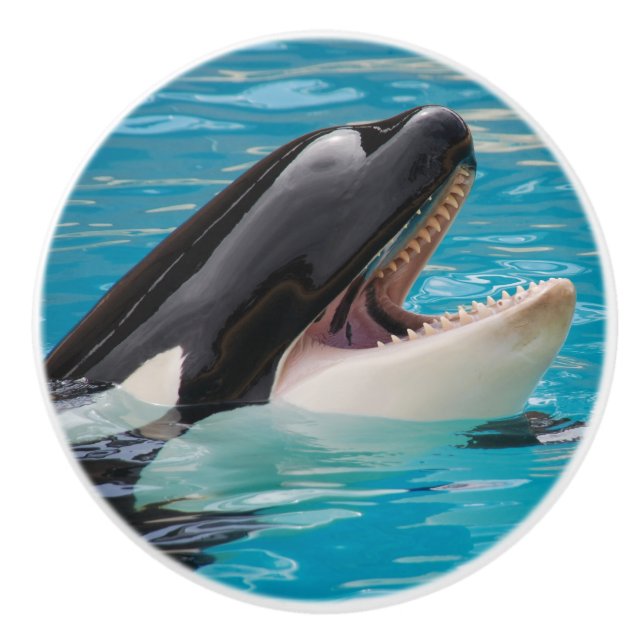 Orca, Killerwal Keramikknauf (Vorderseite)