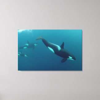 Orca-Leinwand "Killer Whale" Leinwanddruck