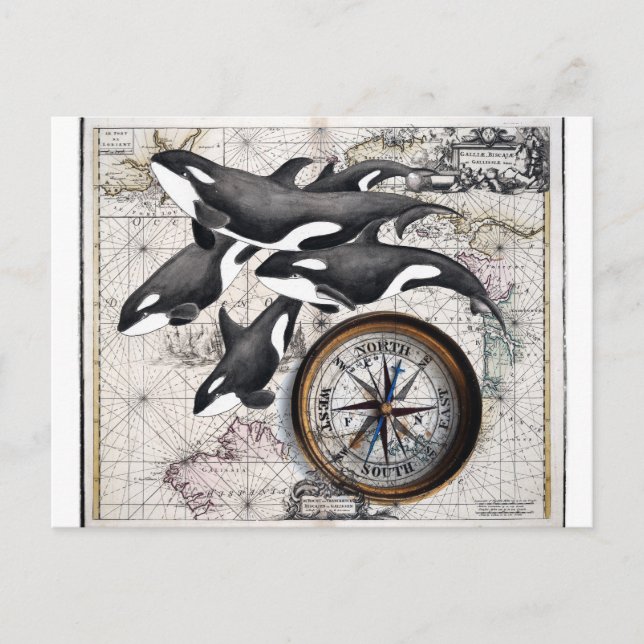 Orca Nautical Compass Postkarte (Vorderseite)