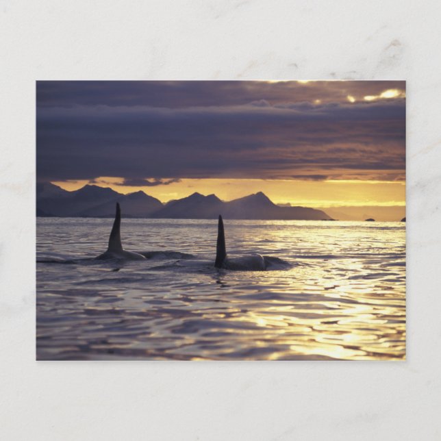 Orca oder Killerwale Postkarte (Vorderseite)