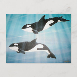 Orca Pair Postkarte