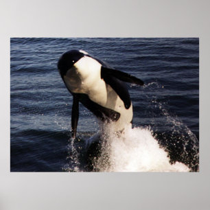 Orca Poster
