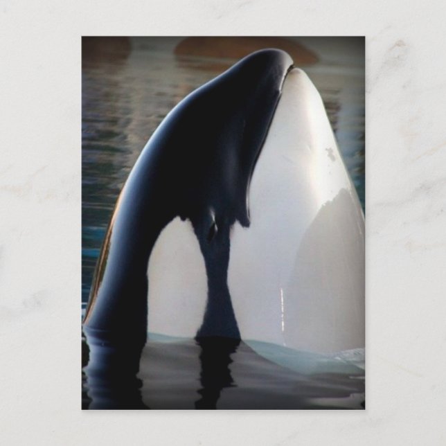 Orca Postkarte (Vorderseite)