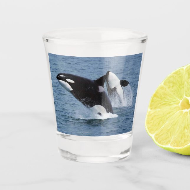 Orca Schnapsglas (Vorderseite)
