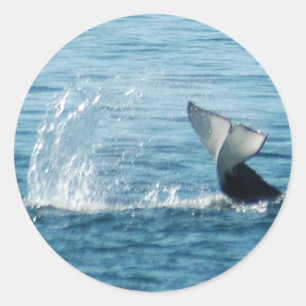 Orca Schwanz Slap Stickers