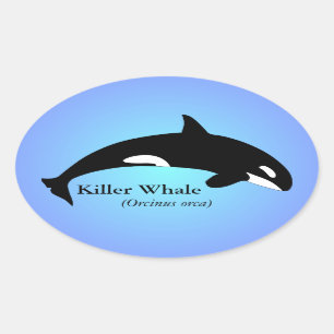 Orca-Schwertwal-Verlauf Blau Ovaler Aufkleber