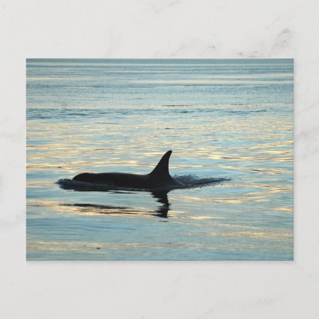 Orca Silhouette Postkarte (Vorderseite)
